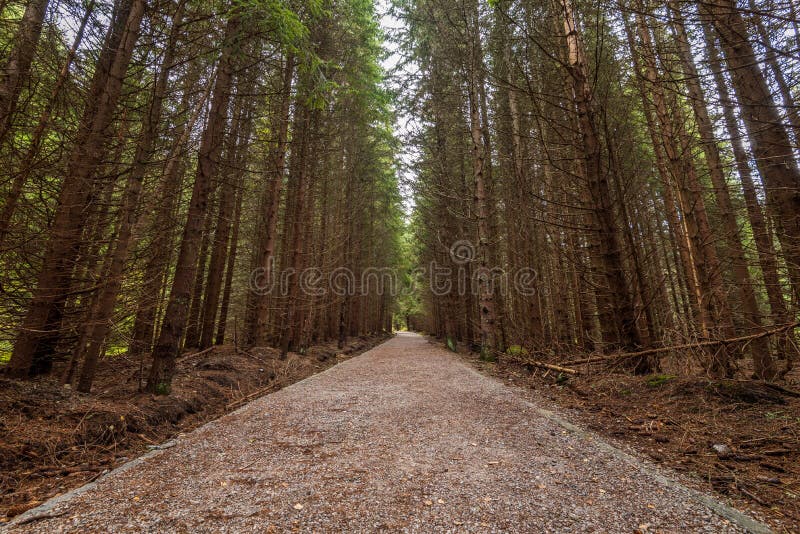Kurvenreiche Straße durch dunklen Herbstwald lizenzfreie stockfotos Kurvenreiche Straße durch dunklen Herbstwald lizenzfreie stockfotos