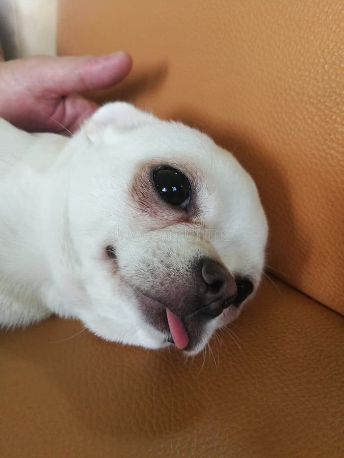 Hund auf Sofa stockbild. Bild von cosy, decke, phasen 1677869