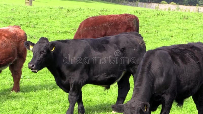 Kurzhornrind-Vieh auf einem Gebiet auf Bauernhof in Co Antrim Nordirland