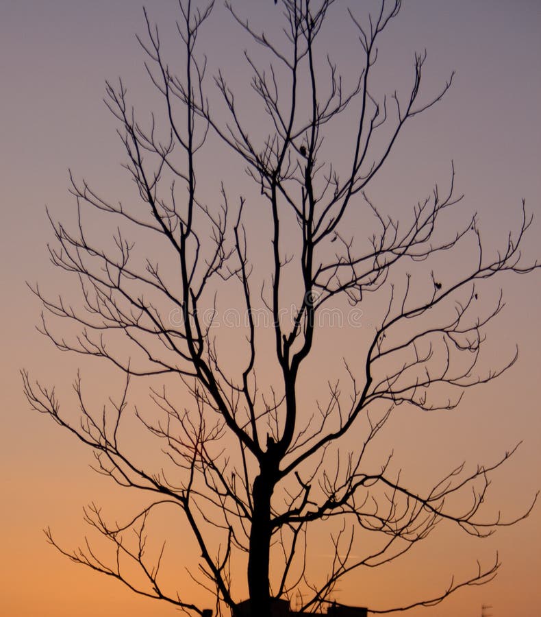 Kuslig Tree royaltyfria bilder Kuslig Tree royaltyfria bilder