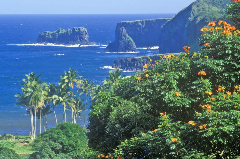 Kustlinje med palmträd och blommor, Maui, Hawaii royaltyfria bilder Kustlinje med palmträd och blommor, Maui, Hawaii royaltyfria bilder