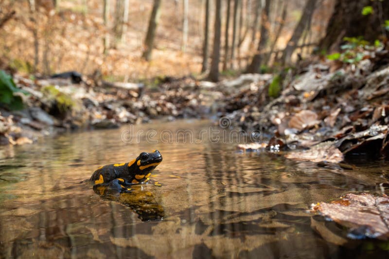Kute fire salamander die op een rots staat in water in de beek in het voorjaarsbos stock fotografie Kute fire salamander die op een rots staat in water in de beek in het voorjaarsbos stock fotografie