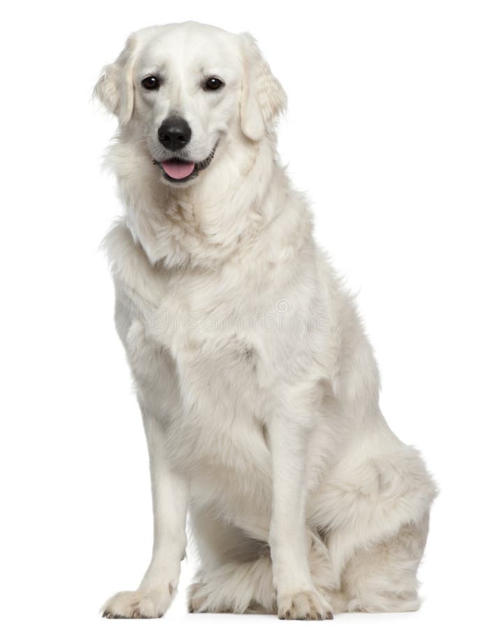 Kuvasz, 18 months old, sitting royalty free stock image