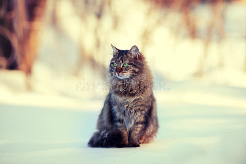 Kuzia - ältere Katze (12 y lizenzfreie stockfotografie Kuzia - ältere Katze (12 y lizenzfreie stockfotografie