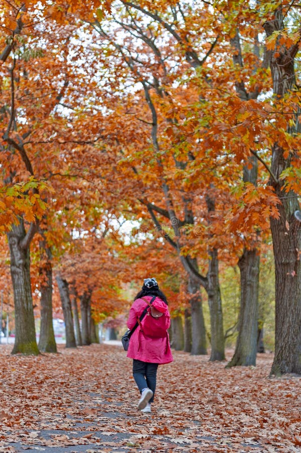 Kvinna som går bland färgrika röda och gula lövverkträd i trädgård under höst på Wilhelm Kulz Park i Leipzig, Tyskland royaltyfri fotografi Kvinna som går bland färgrika röda och gula lövverkträd i trädgård under höst på Wilhelm Kulz Park i Leipzig, Tyskland royaltyfri fotografi
