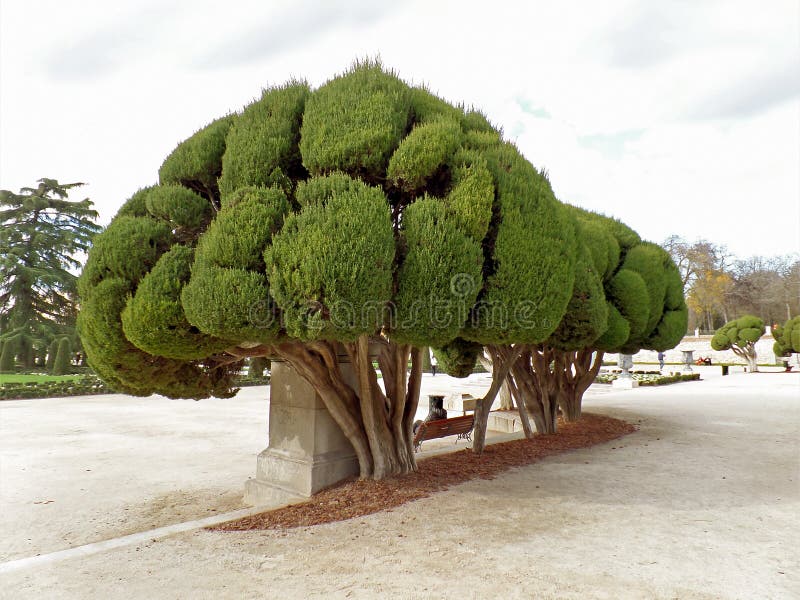 Kvinna som kopplar av under de mäktiga träden i Parque del Buen Retiro eller Park av den angenäma reträtten i Madrid av Spanien royaltyfria bilder Kvinna som kopplar av under de mäktiga träden i Parque del Buen Retiro eller Park av den angenäma reträtten i Madrid av Spanien royaltyfria bilder