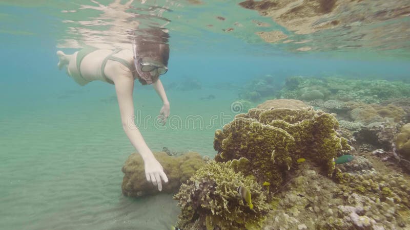 Kvinna som snorklar med maskeringen och röret och håller ögonen på till den tropiska fisken och korallreven i havet Ung kvinna so arkivfilmer