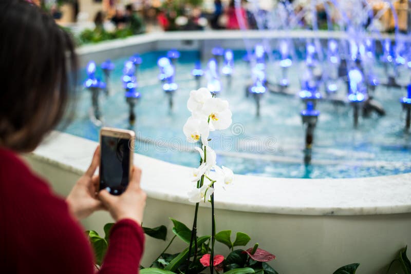 Kvinna som tar fotoet av blomman med den mobila mobiltelefonen royaltyfri fotografi Kvinna som tar fotoet av blomman med den mobila mobiltelefonen royaltyfri fotografi