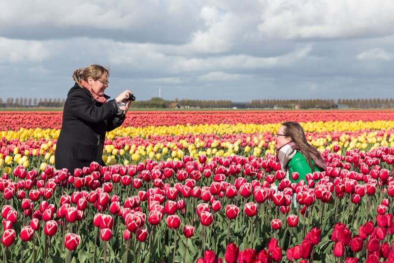 Kvinna två tar bilder i färgrika tulpanfält av Nederländerna royaltyfri fotografi Kvinna två tar bilder i färgrika tulpanfält av Nederländerna royaltyfri fotografi