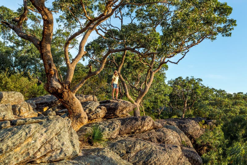 Kvinnaanseende under stora eukalyptusträd på berggullykanten royaltyfria foton Kvinnaanseende under stora eukalyptusträd på berggullykanten royaltyfria foton