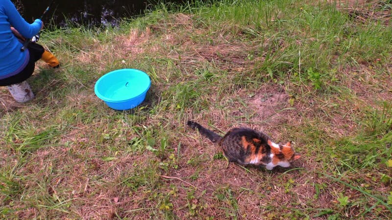 Kvinnafiske i dammet och den älskvärda katten äter den stal fisken från hinken