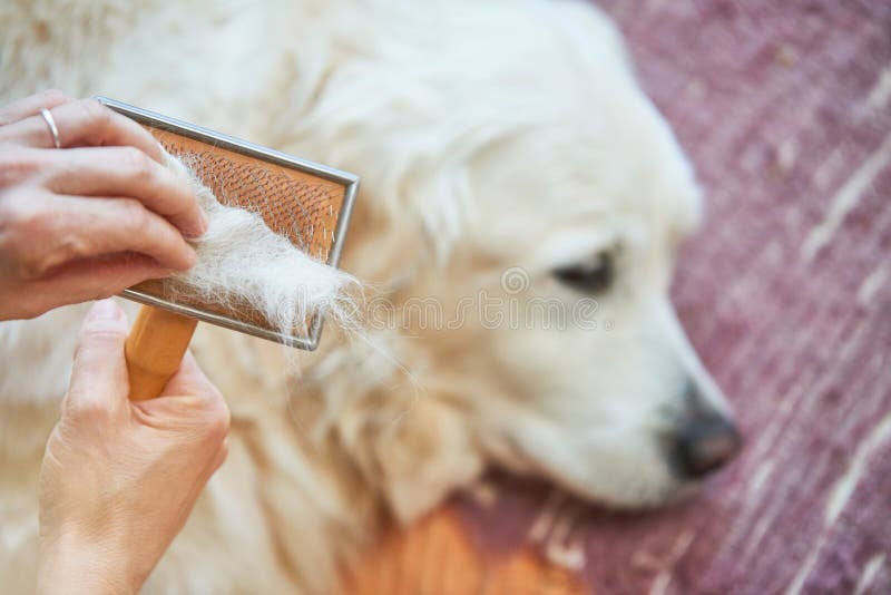 Kvinnan kammar den gamla golden retrieverhunden med en metall som ansar hårkammen arkivbilder Kvinnan kammar den gamla golden retrieverhunden med en metall som ansar hårkammen arkivbilder