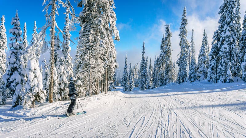 Kvinnaskidåkaren som tycker om vinterlandskapet på skida, sluttar royaltyfria foton Kvinnaskidåkaren som tycker om vinterlandskapet på skida, sluttar royaltyfria foton