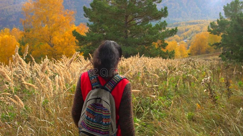 Kvinnaturist som går i nedgångskogen på solig höstdag Fotvandrarehandelsresandekvinna med ryggsäcken som hikking på berget på