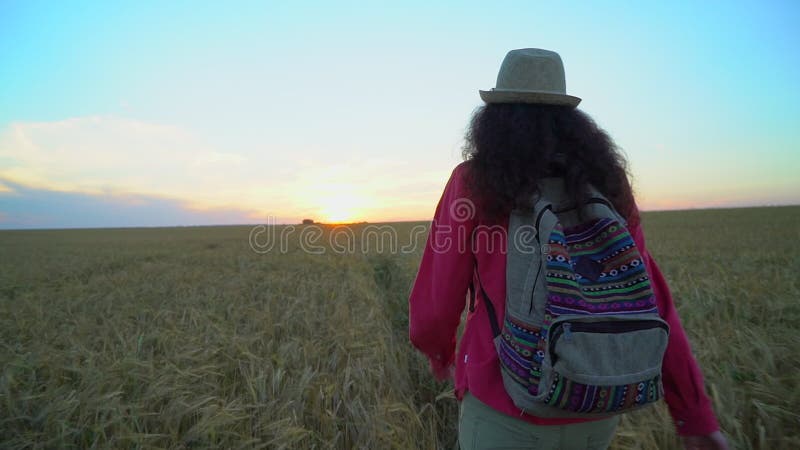 Kvinnaturist som går i vetefält på sommarsolnedgången Fotvandrarehandelsresandekvinna i hatt med ryggsäcken som hikking i natur f