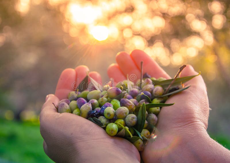 Woman keeps in her hands some of harvested fresh olives in a field, Crete, Greece for olive oil production, at sunset, with blurred golden background. Olive oil is gold for human health and longevity. Woman keeps in her hands some of harvested fresh olives in a field, Crete, Greece for olive oil production, at sunset, with blurred golden background. Olive oil is gold for human health and longevity.