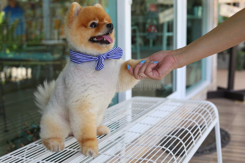 Kvinnaägaren ger skakahanden med gulliga husdjur för den lilla pomeranian hunden royaltyfri foto Kvinnaägaren ger skakahanden med gulliga husdjur för den lilla pomeranian hunden royaltyfri foto