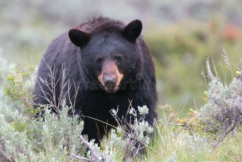 Kvinnlig amerikansk svart björn (den americanus ursusen) i den Yellowstone nationalparken royaltyfri fotografi Kvinnlig amerikansk svart björn (den americanus ursusen) i den Yellowstone nationalparken royaltyfri fotografi