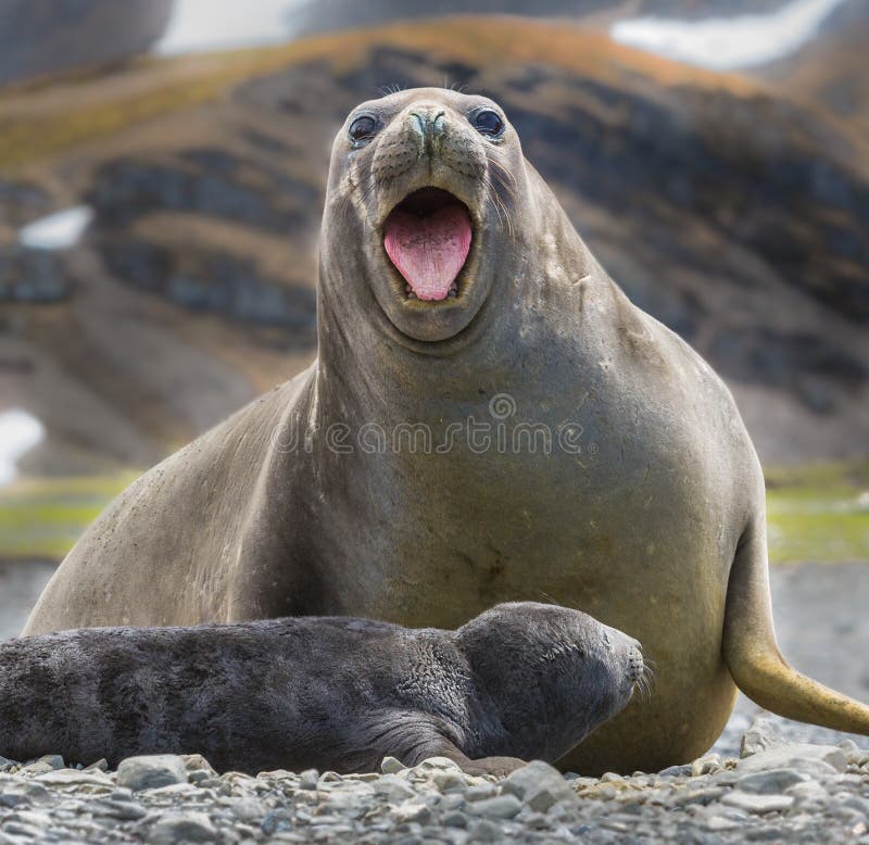 Female elephant seal with newborn screaming loudly. Female elephant seal with newborn screaming loudly