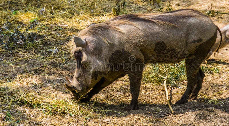Kvinnlig gemensam vårtsvin i closeupen, populär vildsvinspecie från Afrika fotografering för bildbyråer Kvinnlig gemensam vårtsvin i closeupen, populär vildsvinspecie från Afrika fotografering för bildbyråer