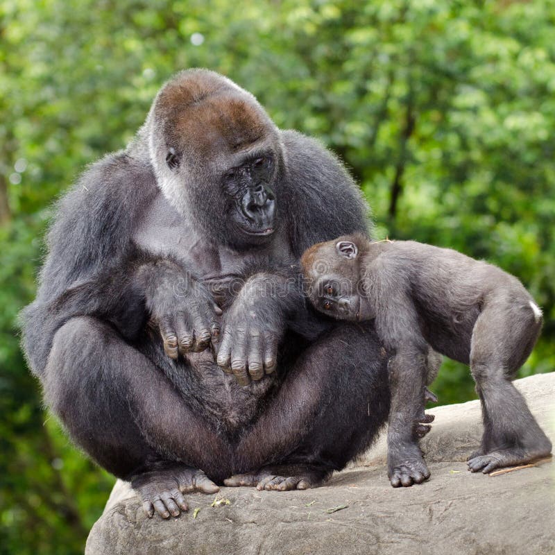Kvinnlig gorilla som att bry sig för barn arkivbild Kvinnlig gorilla som att bry sig för barn arkivbild