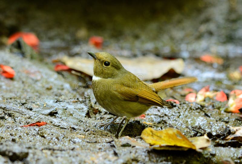Kvinnlig Rufous-buktade Niltava (den Niltava sundaraen) fotografering för bildbyråer