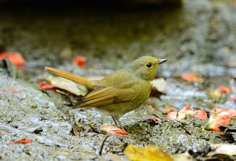 Kvinnlig Rufous-buktade Niltava (den Niltava sundaraen) arkivbilder