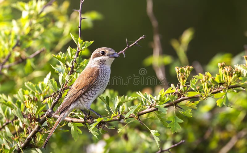 Kvinnlig Röd-dragen tillbaka törnskata fotografering för bildbyråer Kvinnlig Röd-dragen tillbaka törnskata fotografering för bildbyråer