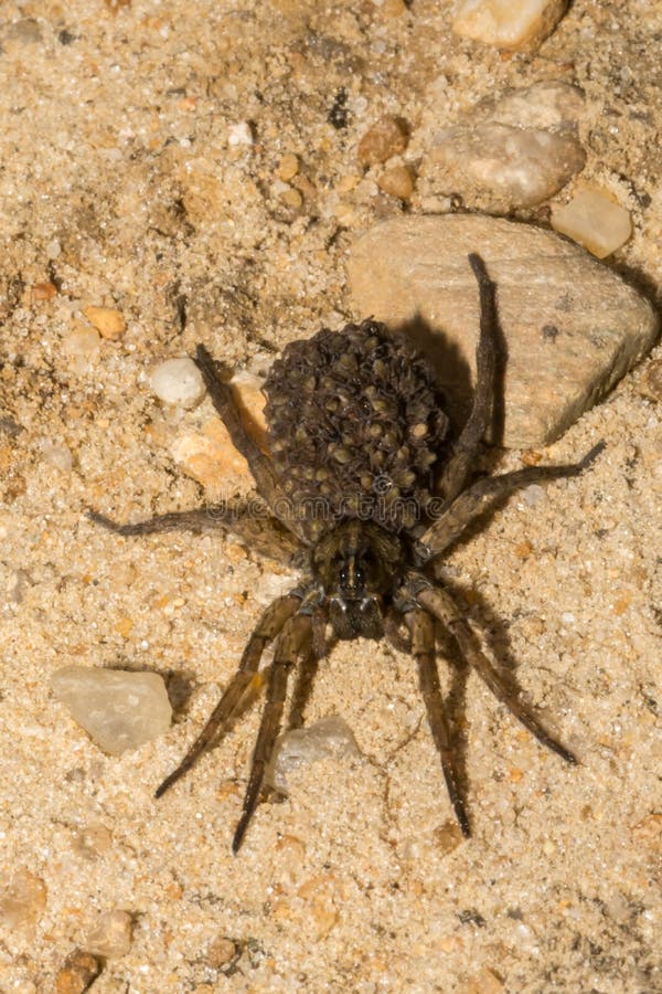 Kvinnlig Wolf Spider arkivbild Kvinnlig Wolf Spider arkivbild