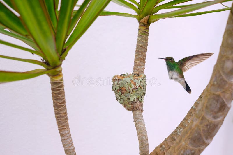 Kvinnlign Blänka-buktade smaragdkolibrin, Chlorostilbon Lucidus som tillbaka flyger till hennes rede, Brasilien royaltyfria bilder