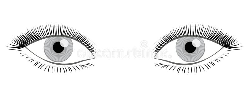 Female eyes with full, thick lashes looking at you - isolated vector illustration on white background. Female eyes with full, thick lashes looking at you - isolated vector illustration on white background.