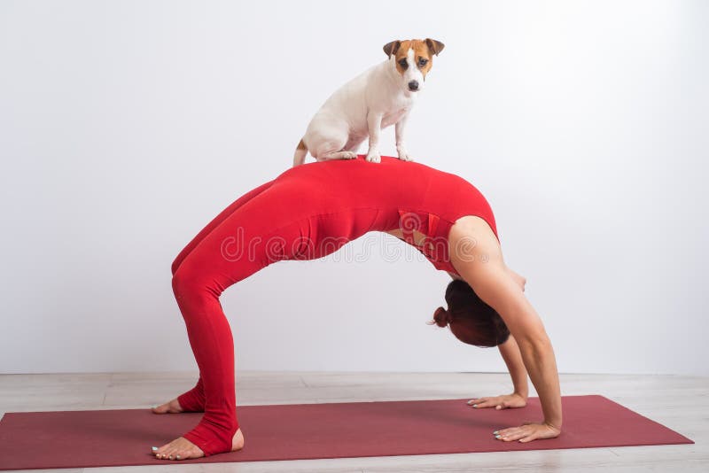 Kvinnor I Brons Ställning Som Hund. Tjej Gör Yoga Med Sitt Arkivfoto - Bild av idrottshall, hund: 222870316