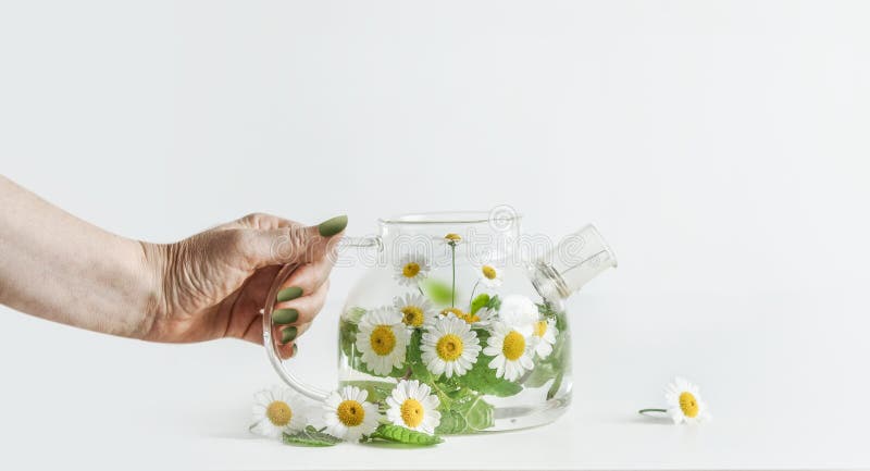 Kvinnor som för hand håller färskt, bröst, kamomillte i genomskinlig tepot av glas mot vit bakgrund. frontvy royaltyfri bild