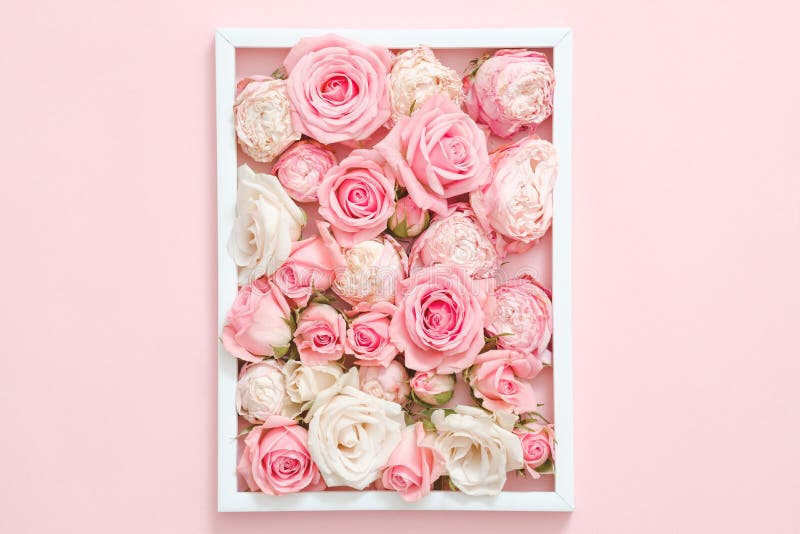 Kvinnor som hälsar rosa bakgrund för blandad rosa ram fotografering för bildbyråer