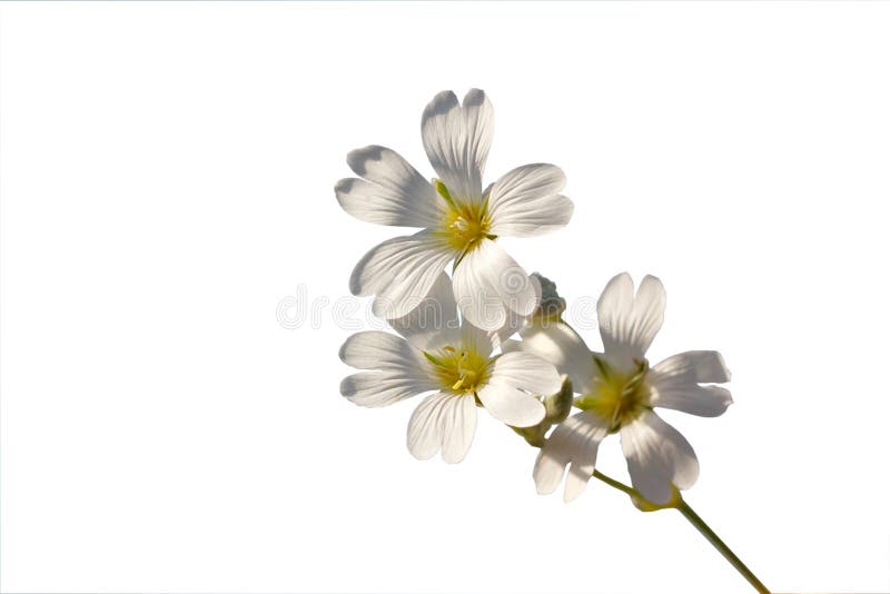 Kvist med vita blommor på en vit bakgrund royaltyfria foton Kvist med vita blommor på en vit bakgrund royaltyfria foton