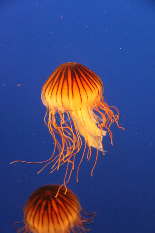 Kwallen bij het Aquarium van Vancouver, Stanley Park, BC stock afbeeldingen Kwallen bij het Aquarium van Vancouver, Stanley Park, BC stock afbeeldingen