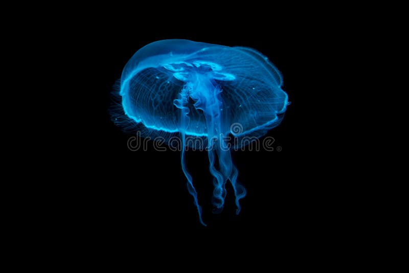 Kwallen die in water drijven royalty-vrije stock foto's