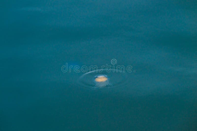 Kwallen drijven in donkerblauwe oceaan. stock fotografie