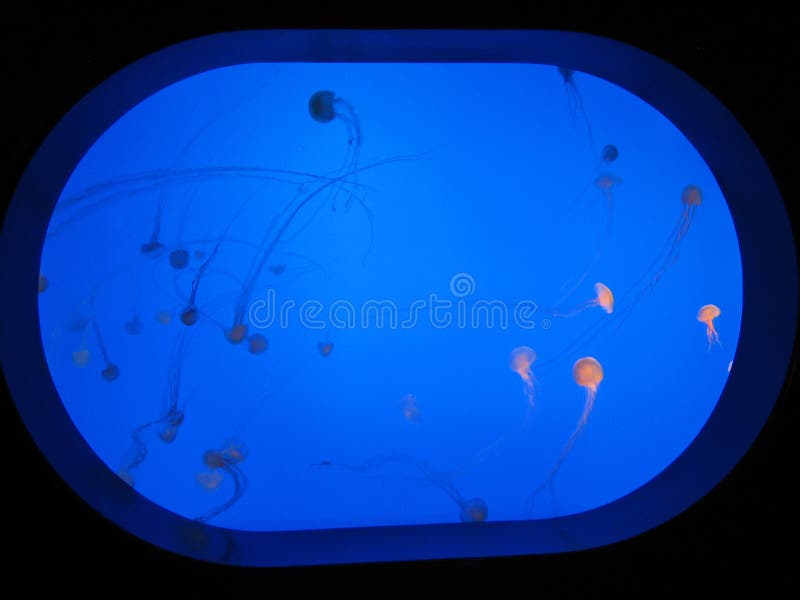 A school of jellyfish in a fishtank in an aquarium. A school of jellyfish in a fishtank in an aquarium