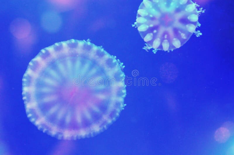 Kwallen drijven royalty-vrije stock afbeeldingen