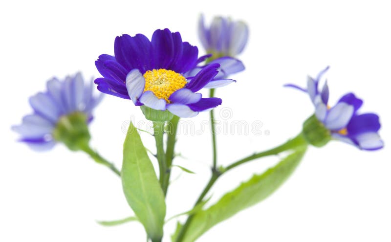 Florists Cineraria isolated on white background. Florists Cineraria isolated on white background