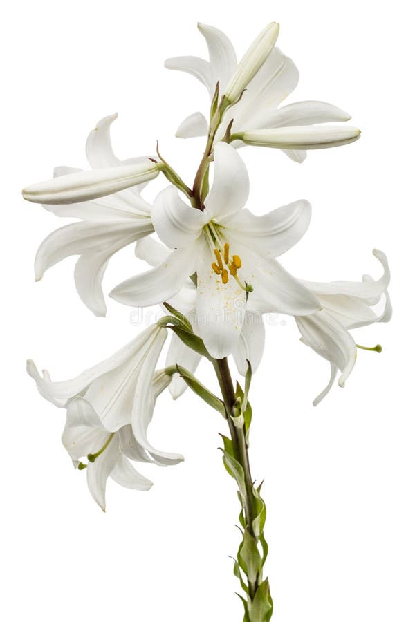 Flower of white lily, isolated on white background. Flower of white lily, isolated on white background.