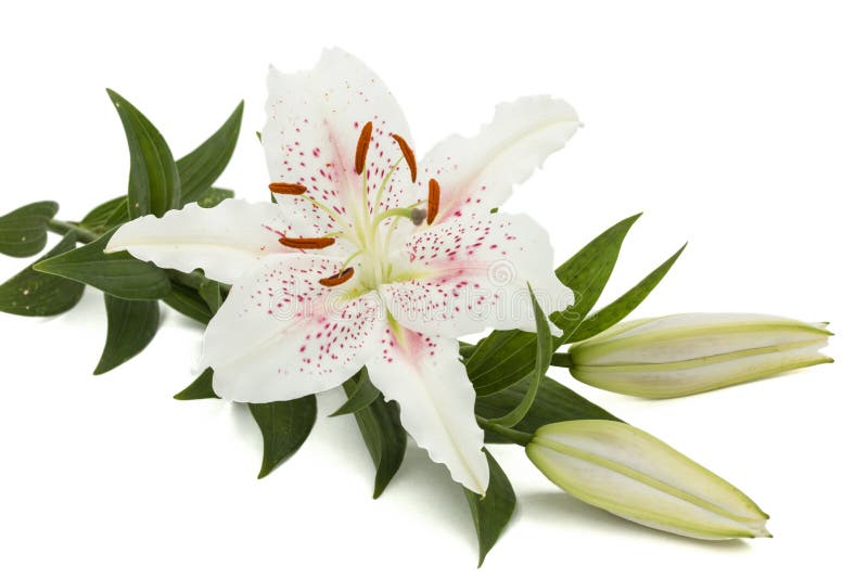 Flower of white lily, isolated on white background. Flower of white lily, isolated on white background.