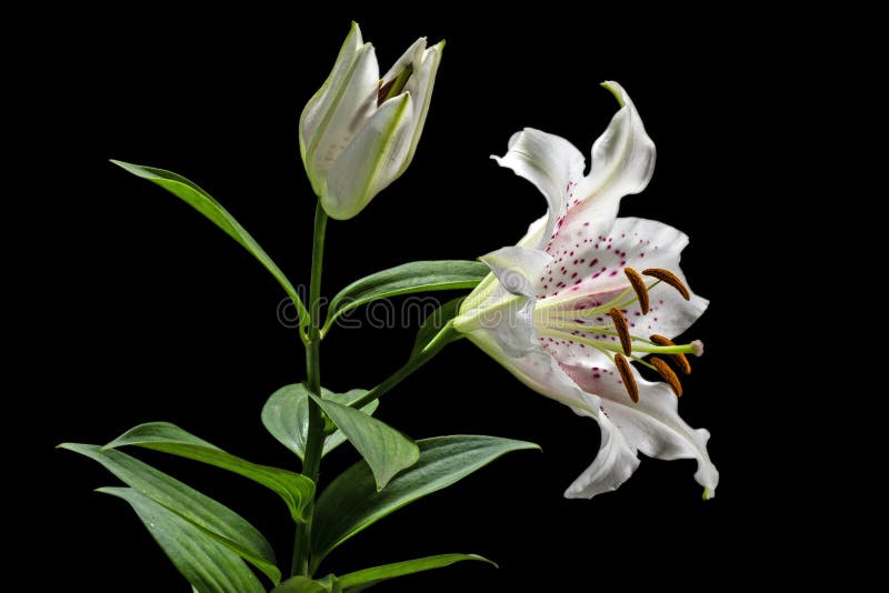 Flower of white lily, isolated on black background. Flower of white lily, isolated on black background.