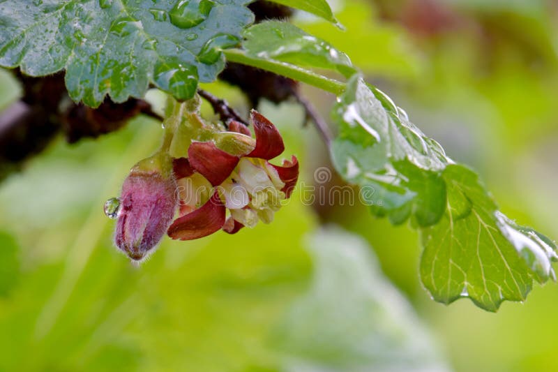 Maroon petal Gooseberry Currant flower blossom with buds and green leaf. Maroon petal Gooseberry Currant flower blossom with buds and green leaf