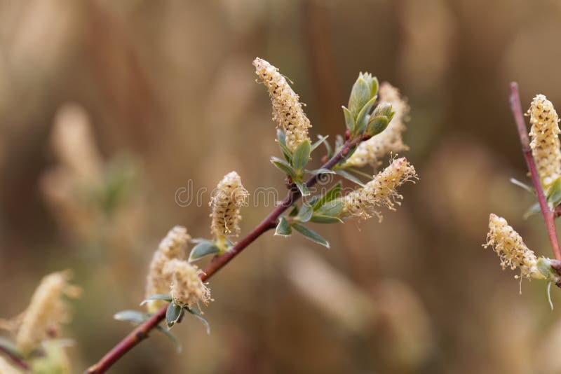Kwiat halny wierzbowy Salix arbuscula zdjęcie royalty free Kwiat halny wierzbowy Salix arbuscula zdjęcie royalty free