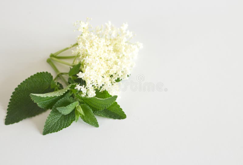 Kwiat i liście elderflower na białej desce Elderberry kwiat Jagody i kwiaty używają często fotografia stock Kwiat i liście elderflower na białej desce Elderberry kwiat Jagody i kwiaty używają często fotografia stock