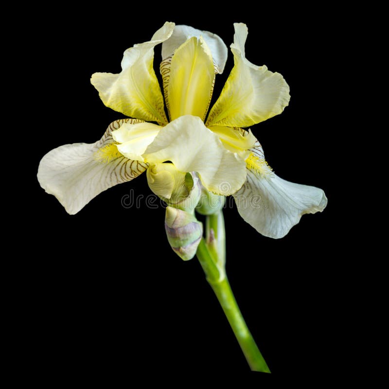 Kwiat iris na czarnym tle