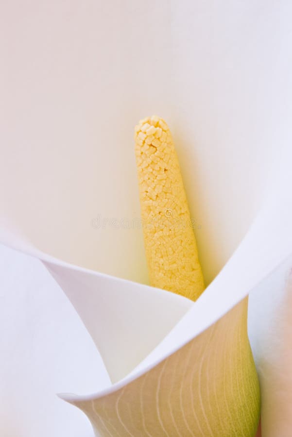 Close-up of beautiful white calla lily flower. Close-up of beautiful white calla lily flower