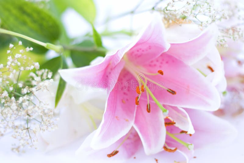 Lily flower on white background. Lily flower on white background